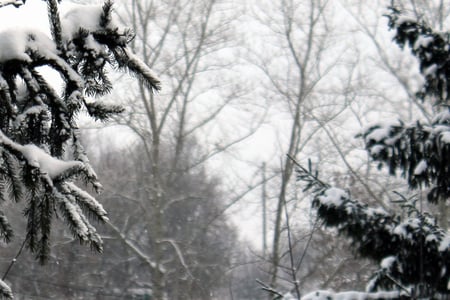 Noons Frost - russia, poplars, winter, spruce