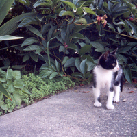 Little Saint at 8 weeks