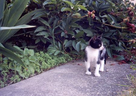 Little Saint at 8 weeks - vegetation, black and white kitten, walkway, garden