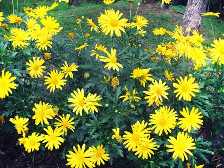 flower 1.0 - flower, yellow, nature, leaves