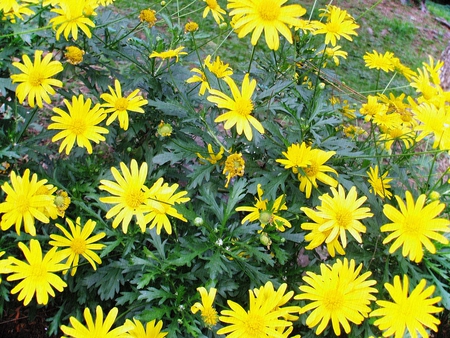 flower 1.1 - flower, yellow, nature, leaves