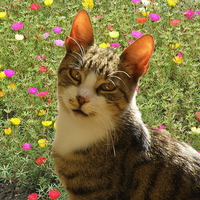 cat in the garden