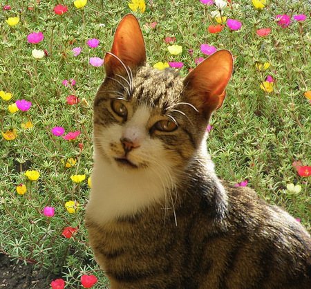 cat in the garden - flowers, flower, cat, garden