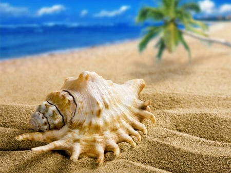 Shell - tropical, summer, beach, shell, blue, sand, sky, tree, sea