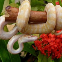 Albino Darwin python