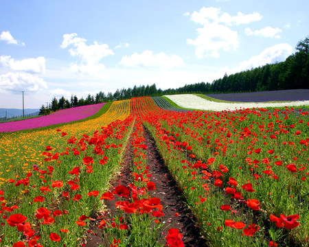 Flowered field - field, flower, nature, landscape