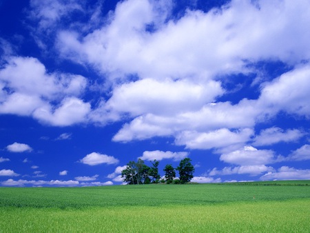 Win Xp wallpaper nature - sky, landscape, field, tree, nature, grass