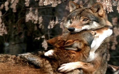 GIVE ME A HUG! - wolf, love, wolves, care, gary wolf, timber, bond, hug, wild