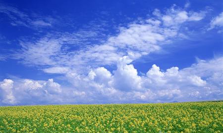 Yellow flower field - sky, landscape, field, tree, nature, grass