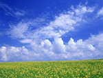 Yellow flower field