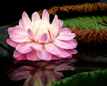 Pink flower - flower, pink, nature, petal