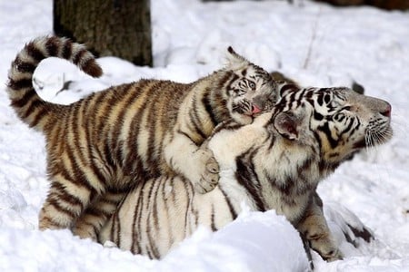 Tigers - cute, picture, tigers, beautiful