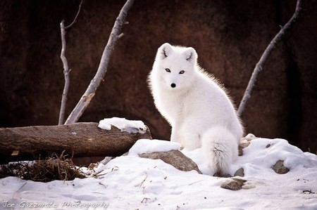 White Fox - cute, white, picture, fox