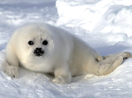 Sweet sealpup - seal, artic, cub, animal, winter, sweet