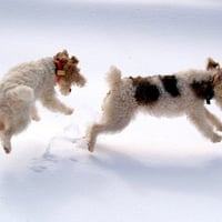 Dogs in Air