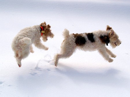 Dogs in Air - in air, picture, cool, dogs