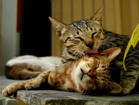 VALENTINE KITTIES - felines, cats, friends, sweet, love, lovers, couple, lick