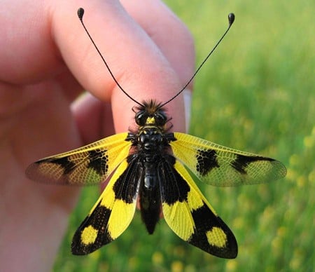 Cute Moth - cute, picture, cool, moth