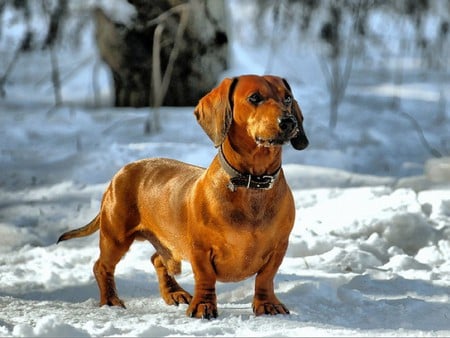 Cute Dog - cute, dog, on snow, picture