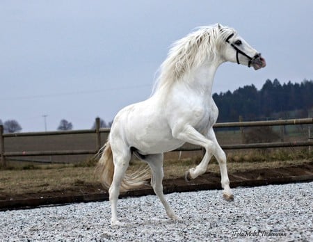 Party Time - spanish, white, horses, andalusian