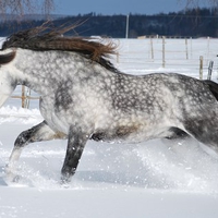 Winter Games