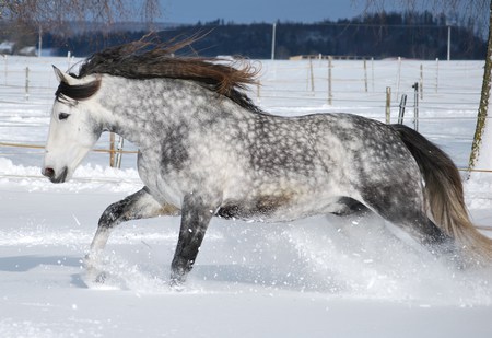 Winter Games - horses, dapple grey, spanish, grey, andalusian