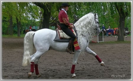 Step By Step - white, horses, spanish, andalusian, dressage