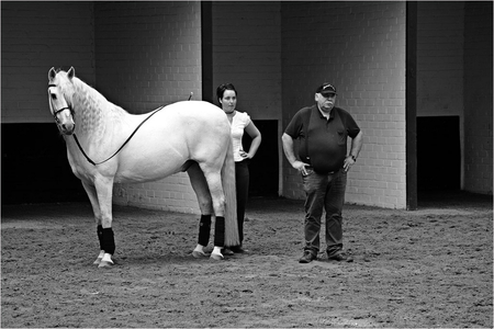 B&W Andalusian - horses, white, andalusian, spanish