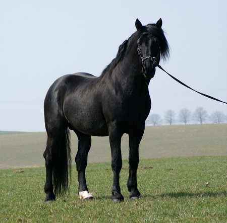 Black Diamond - horses, andalusian, black, spanish