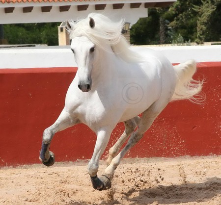 King Of Kings - spanish, white, horses, andalusian