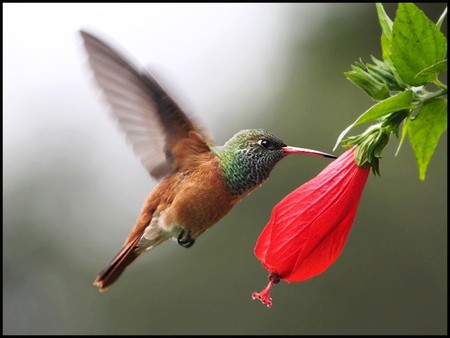 Humming Bird - bird, cute, picture, humming