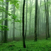 Mist Among Trees