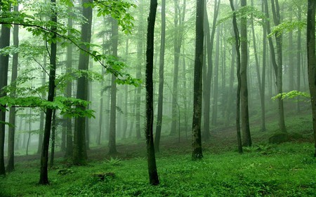 Mist Among Trees - trees, forest, green, mist