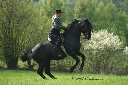 Class Time 1 - horses, spanish, andalusian, black, dressage