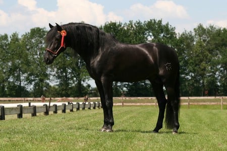 Black Baby - black, spanish, horses, andalusian