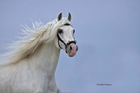 Horse Of The Wind - horses, white, andalusian, spanish