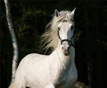 Horse Of The Wind 1 - spanish, grey, white, horses, andalusian