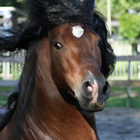 His Majesty - spanish, horses, bay, andalusian