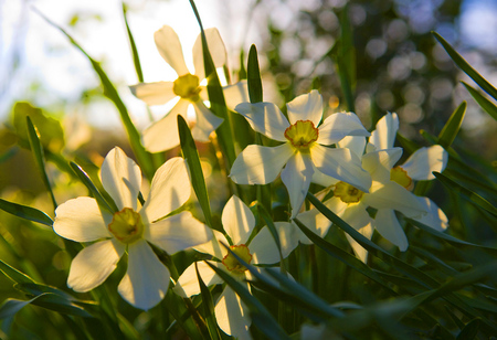 spring - bright, morning, nature, sun, flowers, spring