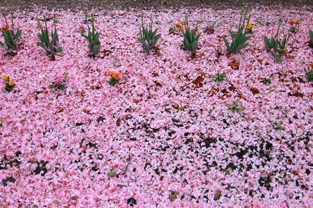 cherry blossoms - japan, blossoms, pink, tulips, cherry, garden, spring