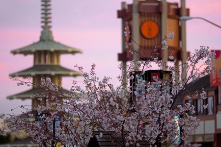 sakura - japan, sakura, blossoms, pink, cherry, temple, spring