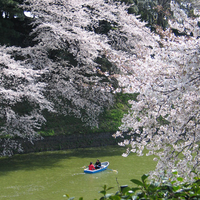 cherry blossom festival