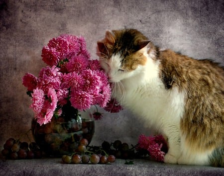 Alluring Fragrance - flowers, vase, grapes, pink flowers, cat