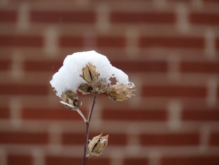 snow flower - cotton, snow, winter, beloving, flower