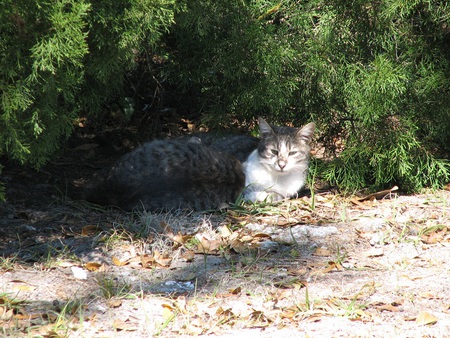 one cool cat - nature, shade, wilderness, trees, green, ground