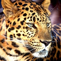 Big Cat
