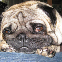 The Pug