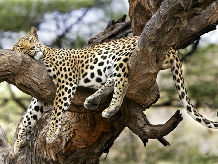 sleepy leopard - leopard, sleepy