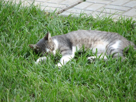 good spot for nap - sunny, grass, cozy, sleeping, wild, natural