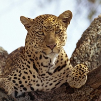 leopard in the tree